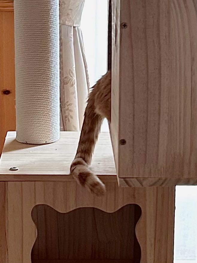 うちの猫ズは、足とか尻尾とか体の一部を出しがち