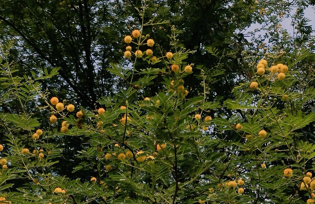 کالج دور میں ایک کتاب پڑھی تھی. لکھاری شاید کوئی ریٹائرڈ پولیس آفیسر تھا. کتاب کا نام اور پلاٹ بھول گیا. لیکن ایک بات دماغ میں بیٹھ گئی تھی. پنجاب میں جب کیکر کے پھول کھلتے ہیں تو سیانے بزرگ ڈرتے ہیں کیونکہ یہ بغاوت کےموسم کی نشانی ہے.
جب بھی یہ پھول دیکھتا ہوں یہ بات یاد آ جاتی.