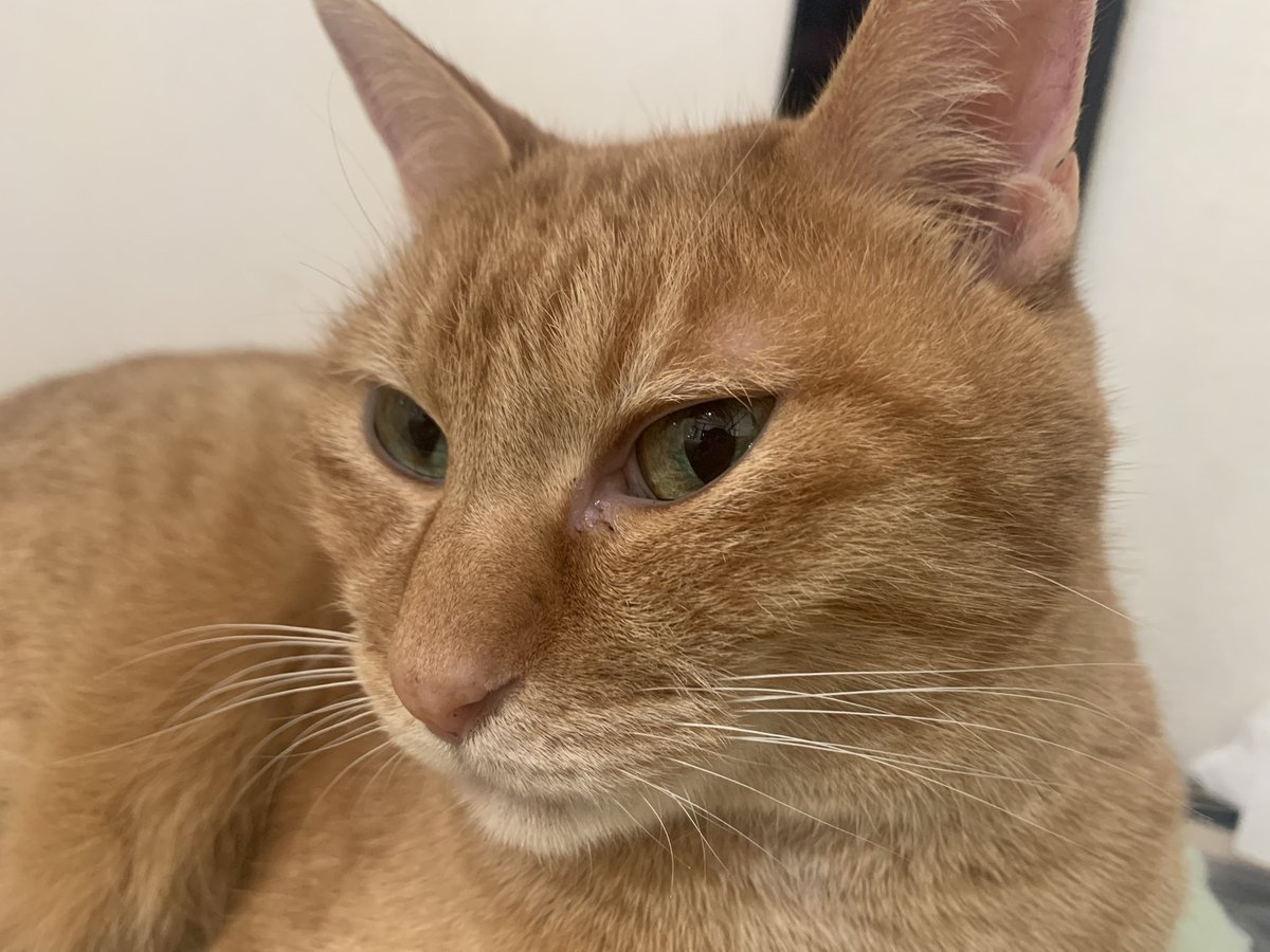 他撮りの猫でこれだけ顔変わるんだから
自撮りの人間なんて基本ブサイクな写りするのに決まってんだよな
上手く撮れる人はすごい努力したんだと思うよ