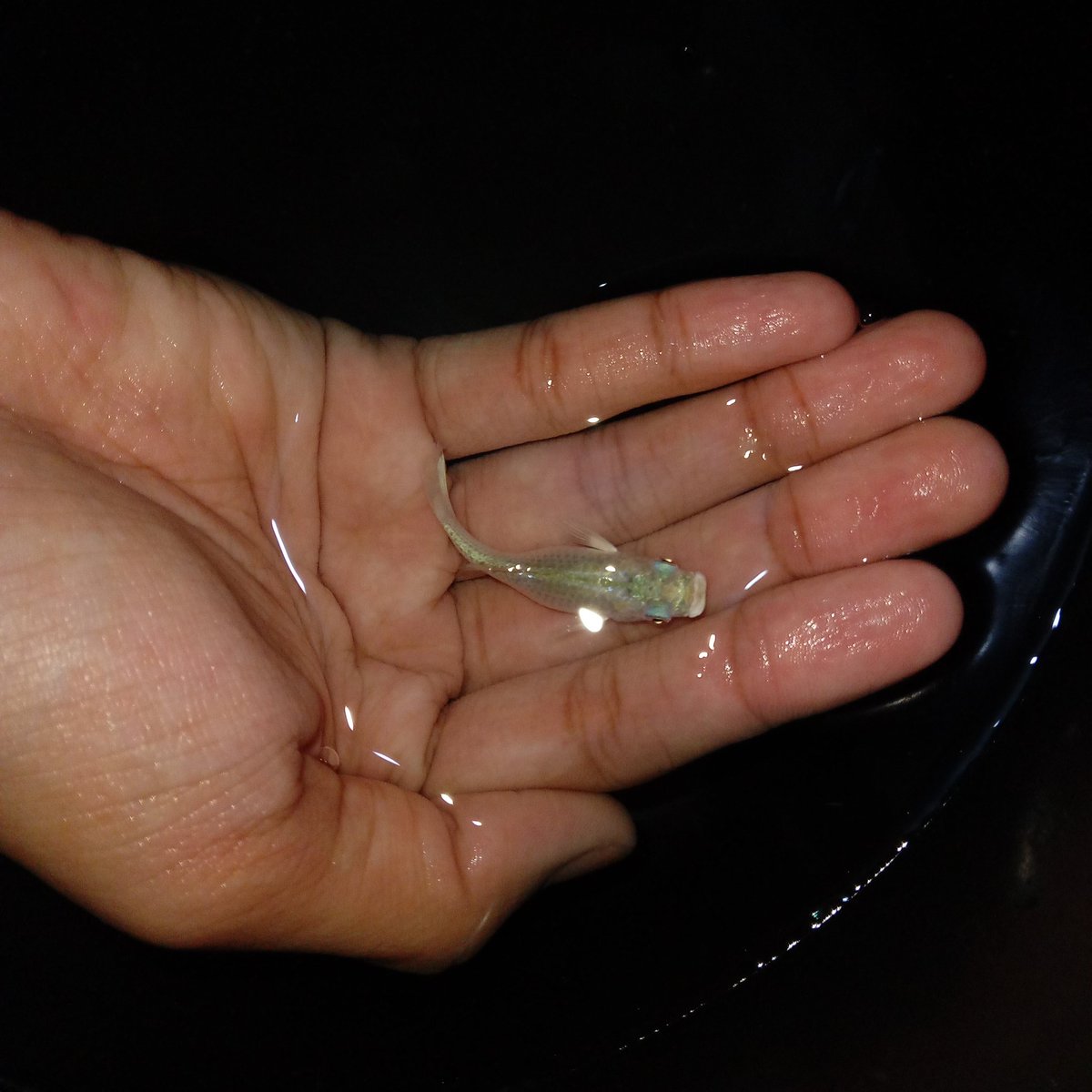 tadinya punya ikan, nemenin masa skripsian eh sblm sidang akhir blio udh mati duluan😔