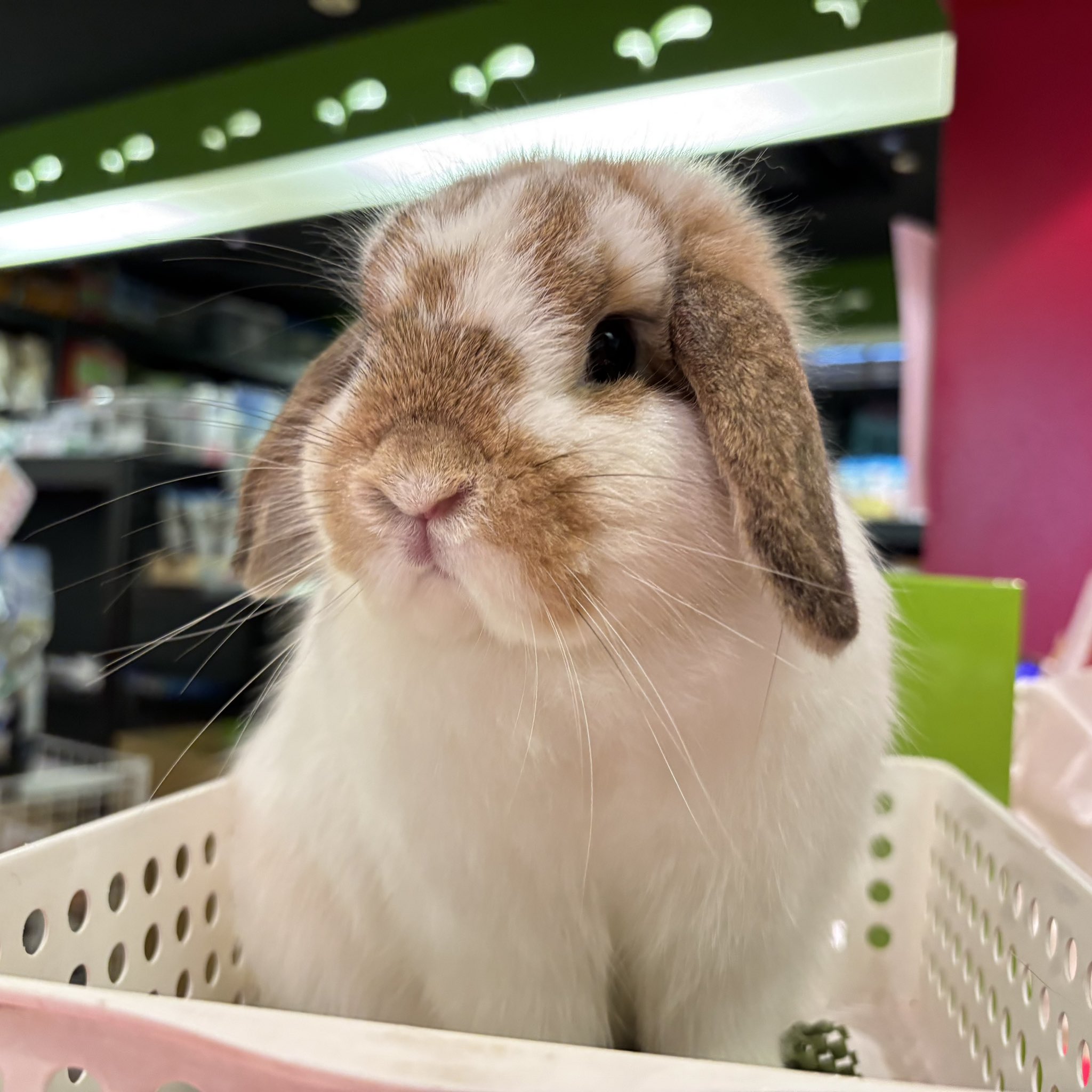 うさぎ。ページ うさぎのしっぽ通販は、『うさぎと暮らす 87号』を全国へお届け