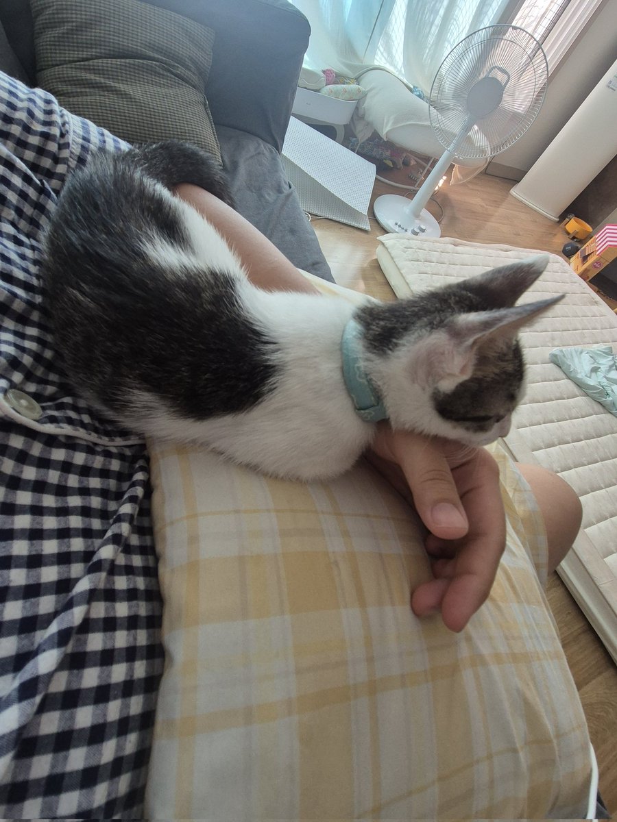 진짜 집고양이가 된 햄복이
쇼파에 앉아서 폰을 들여다보고 있으면 호다닥 달려와 팔에 턱을 괴고 자리를 잡는다 고롱고롱 소리를 내는 보드라운 햄복이를 쓰다듬으면 햄복이도 얼굴을 손에 열심히 부빈다

부럽죠 미래의 햄복이 어머님...
이 좋은걸 저만 누리고 살고있어요 지금
#햄복이임보일기