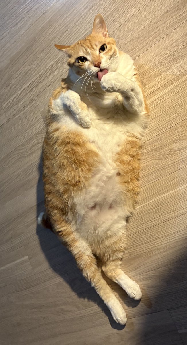 고치돈의 진짜 뜻, 알고 계셨나요?
많은 분들이 고구마 치즈 돈까스로 알고 계실 텐데요. 사실 이는 틀린 말이며, 고치돈은 고양이 치즈 돈까스의 줄임말입니다.