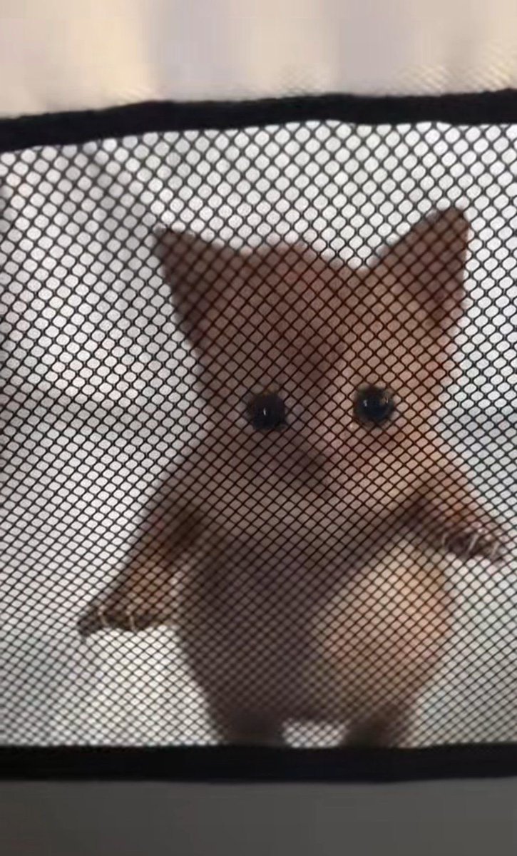 everydayalli's tweet image. you got games on your phone?