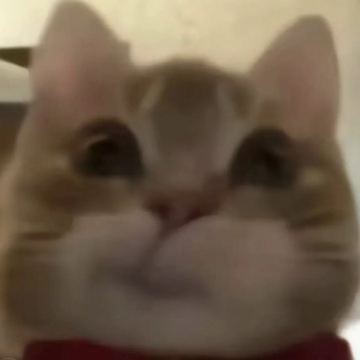 ₌᳐･֊･₌᳐੭