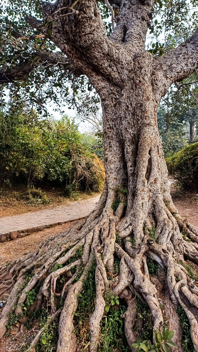 फूल पलाश के ले आना (@saphhire_fire) on Twitter photo Earth holds the trunk still,
Silent vow of soul to soul,
Eternity roots....
#thicktrunktuesday
<a href="/keeper_of_books/">Adam Treeshepherd Rutsch</a> #Treeclub #TreeLovers #Ranthambore Earth holds the trunk still,
Silent vow of soul to soul,
Eternity roots....
#thicktrunktuesday
<a href="/keeper_of_books/">Adam Treeshepherd Rutsch</a> #Treeclub #TreeLovers #Ranthambore
