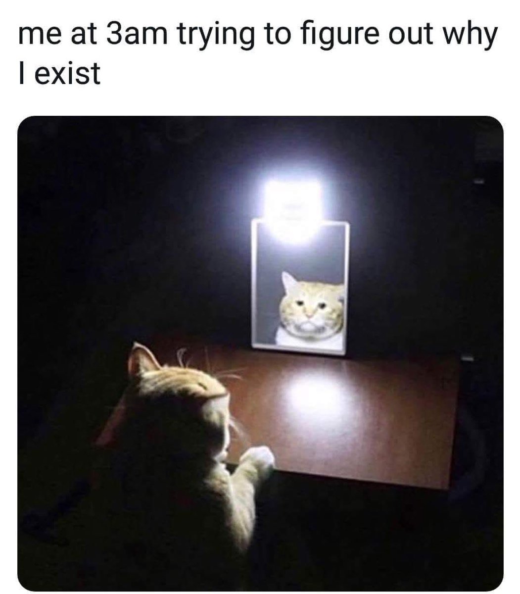 Memes Hub tweet media