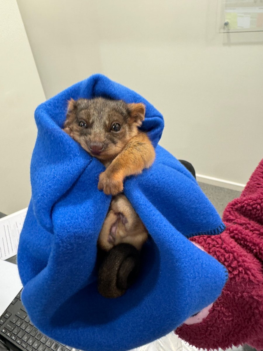 bubba_kent's tweet image. Had a some little ringtails get blown out of trees at work today! A massive thanks to Carrum Downs Vet for taking care of them and organising rehabilitation carers for them! 👍