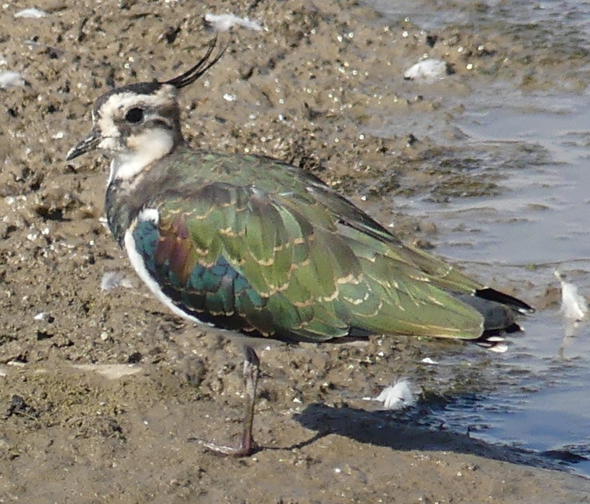 The plumage of the lapwing ,my favourite wader