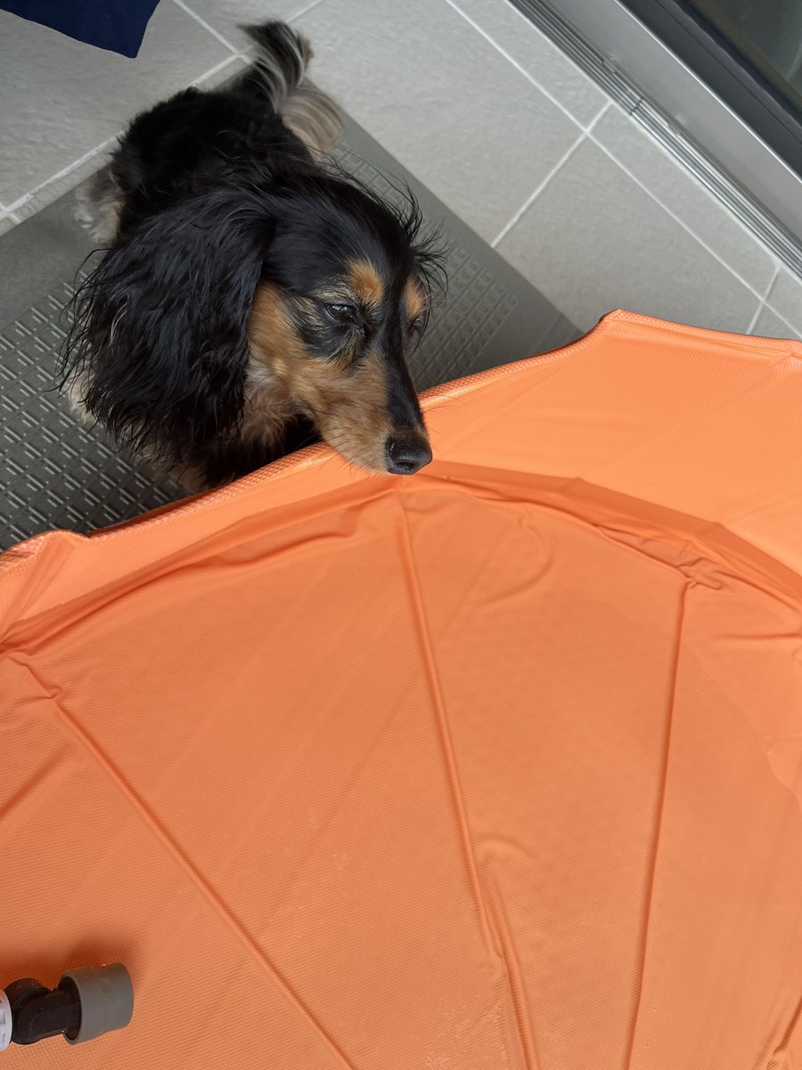 ういのお水入れおっきくなっちゃったねえ