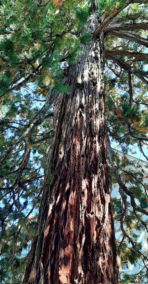 Guten Morgen🙋‍♀️ mit diesem wunderschönen Mammutbaum 🌳, Heimat Kalifornien, gesehen in Lindau am Bodensee.
Uns allen einen tollen Tag 💚
Très belle journée à tous av cet arbre Mammouth, d'origine Californie 😘
#treesOnTuesday #thicktrunktuesday #NaturePhotography #naturelovers