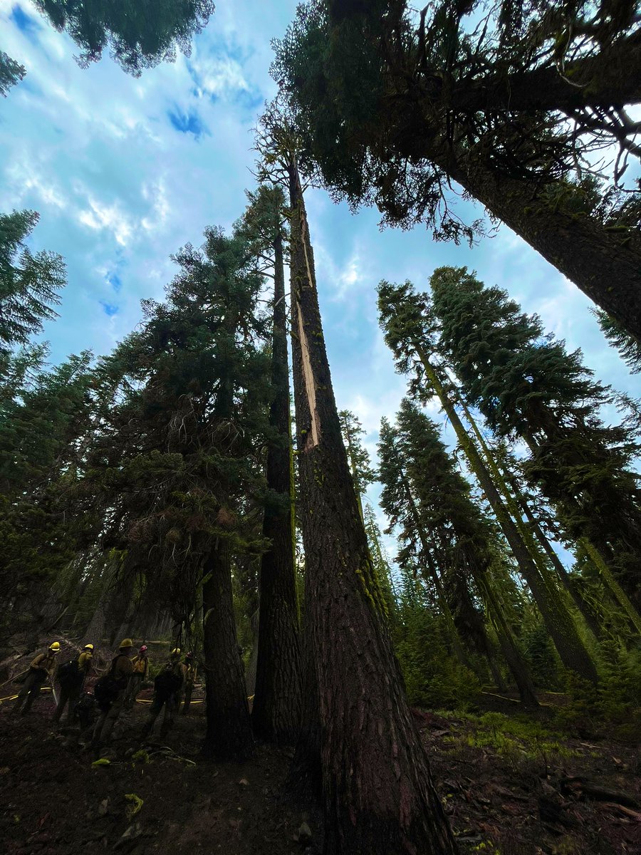 Working with the folks on the Tahoe NF doing Duty Officer. Lots of lighting over the past 24 hours. Hit 2 new starts on the forest hard yesterday and kept them parked and small. Photos are of the Haskell Fire. Excellent response from Tahoe and Plumas working together seamlessly.