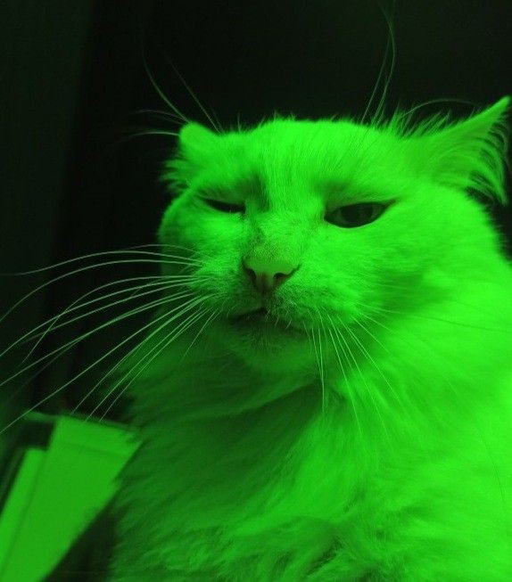 CT degen rule #1: $NOCK the $ROOM early. Rule #2: Don’t $FLOCK it up chasing green dildos later.