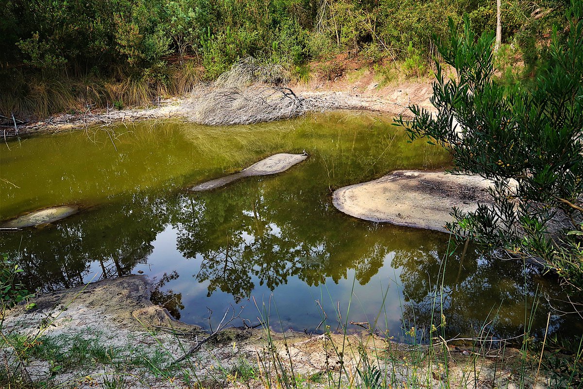 Isabel Pinheiro (@isabelpinheiro) on Twitter photo Aug 26 – Tranquillitas
<a href="/Gallery365photo/">Gallery365photo</a> #Gallery365in2025 #Gallery365in2025DailyPrompt
#REFLECTION #trees #water Aug 26 – Tranquillitas
<a href="/Gallery365photo/">Gallery365photo</a> #Gallery365in2025 #Gallery365in2025DailyPrompt
#REFLECTION #trees #water
