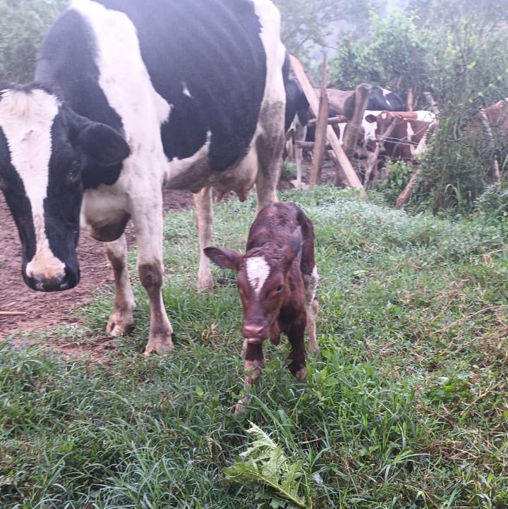 Novine Farm 🧑🌾 tweet media