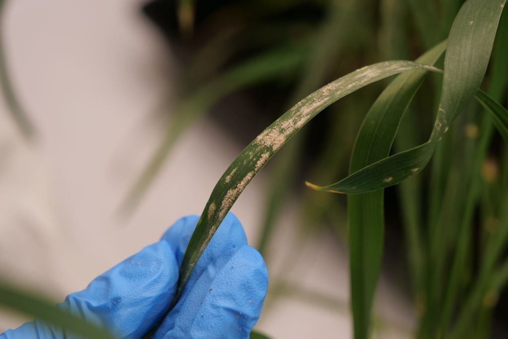 Student spotlight🌾 Ancy Tony is a PhD student working on a studentship partnership with <a href="/InterGrain1/">InterGrain</a> to focus on developing genetic resistance in wheat to powdery mildew, caused by the fungal pathogen Blumeria graminis.  🧬🌱 
<a href="/theGRDC/">GRDC</a> <a href="/CurtinUni/">Curtin University</a> <a href="/karchuntan/">KC 👨‍🔬🌾🍄🇦🇺</a> <a href="/mullan_daniel/">Daniel Mullan</a>