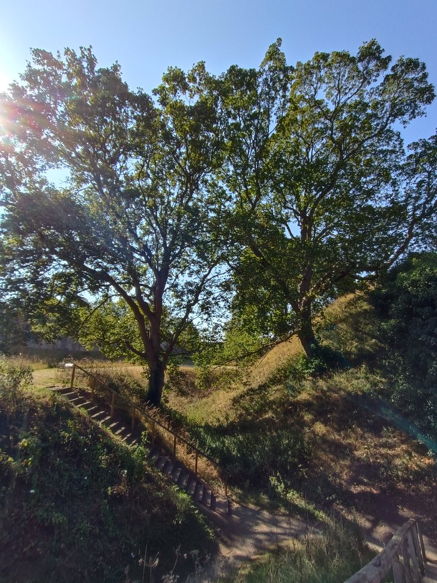Oak trees at Pickering castle 
#ThickTrunkTuesday