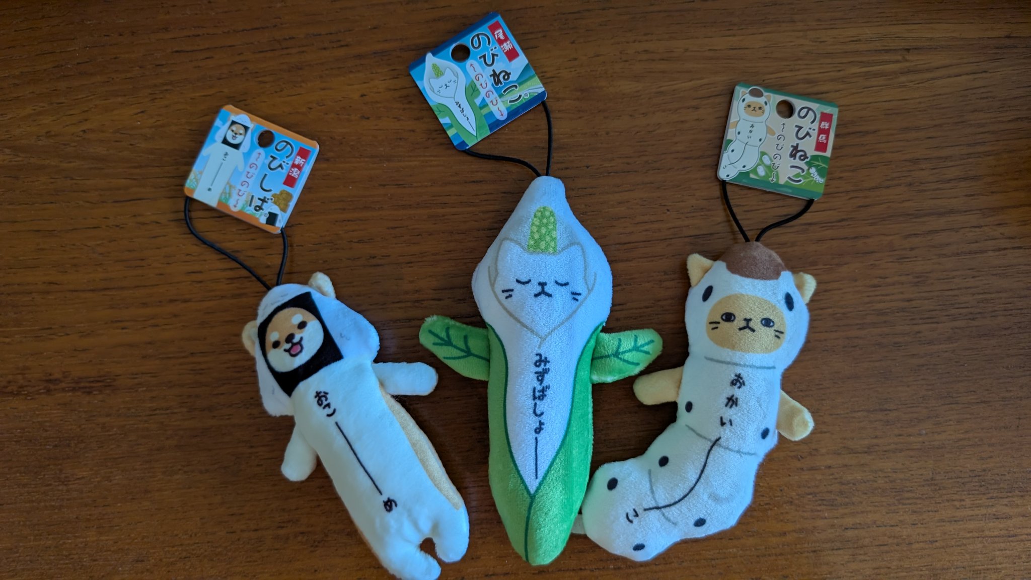 加藤聖扈、【天国に遊ぶダク（愛犬）とアチャコとオチャピイ（愛猫）】 あんこと遊ぶ あんこ10歳まだまだ行けるで！ #猫 #あんこと麦と