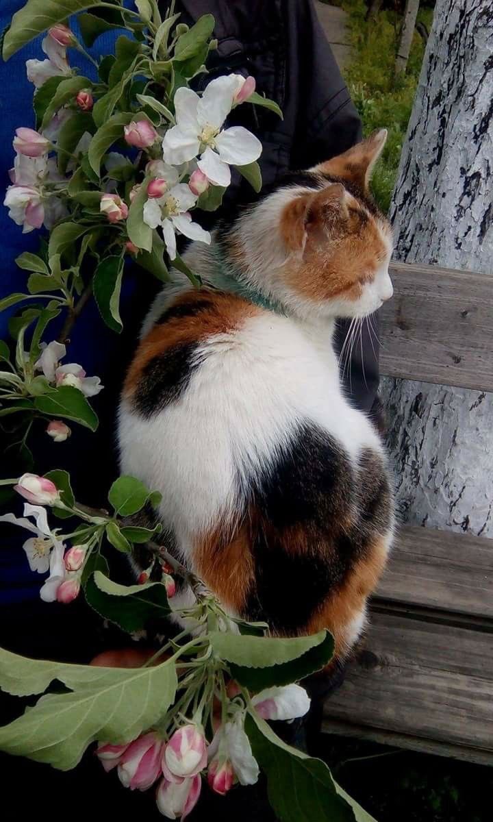どうして
三毛猫の背中はこんなにも可愛いのか…