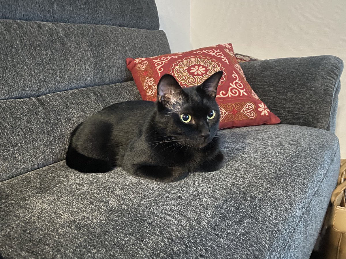 黒猫 黒猫ジャムカ on X: 