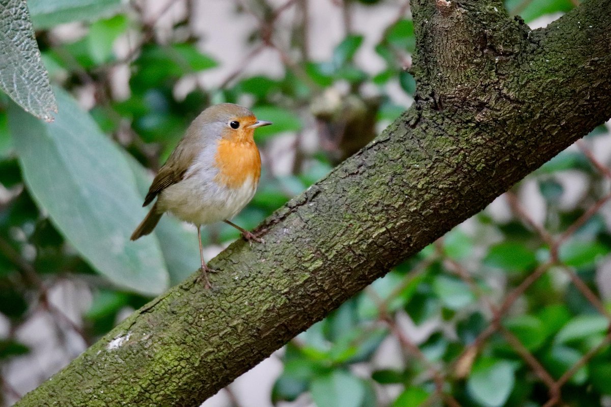 Moin zusammen! ☀️ Dienstag – der kleine Bruder des Montags, aber mit besserer Laune. Gestern neu, heute fast geübt. Die Vögel zwitschern; ich denke: „Die haben’s leichter – sie müssen nicht arbeiten!“ Euch allen einen wunderschönen, erfolgreichen Dienstag voller kleiner Siege! 💫