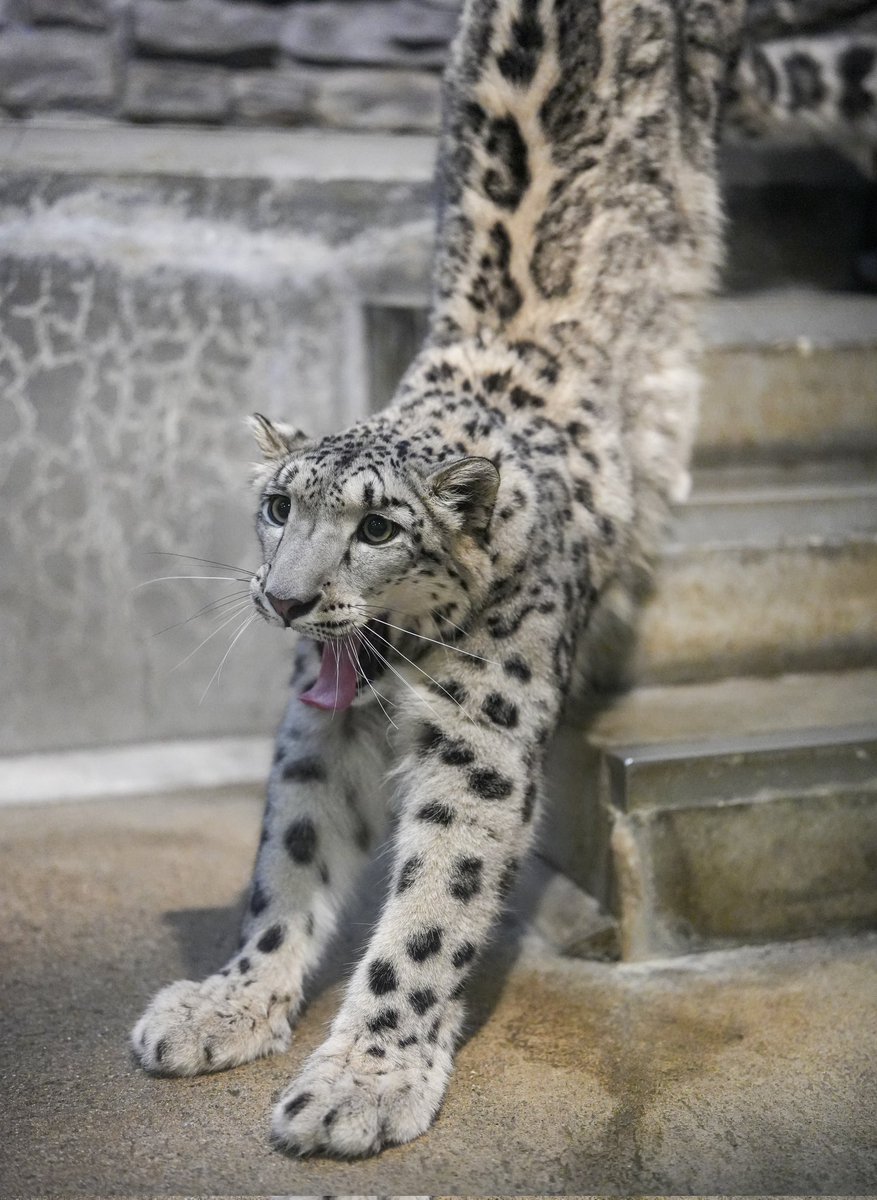 black03_white03's tweet image. ムスメののびぃ〜🥱ᐝ
 #いしかわ動物園
 #ユキヒョウ
 #ヒメル
📷250822