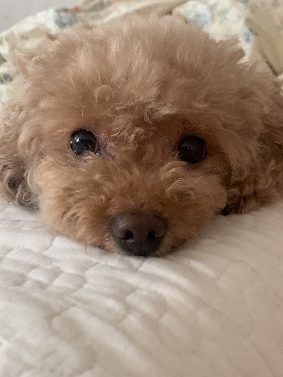 푸들 새찌 tweet media