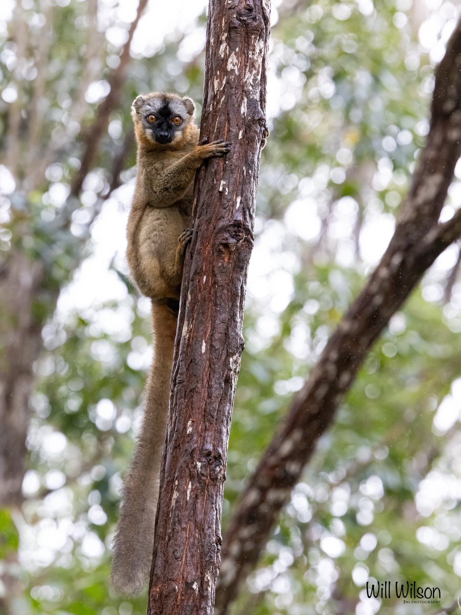2wsphotography's tweet image. Being watched by a Common Brown Lemur…

📍Andasibe, Madagascar.

#Madagascar #Primate #NaturePhotography