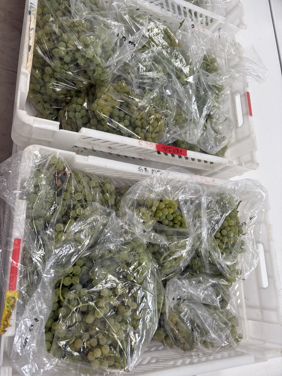 Cuarta semana de medidas y muestreos en las dos parcelas de vid.<a href="/unirioja/">Universidad de La Rioja</a> <a href="/icvv_rioja/">Instituto de Ciencias de la Vid y del Vino (ICVV)</a> <a href="/AgEInves/">Agencia Estatal de Investigación</a>