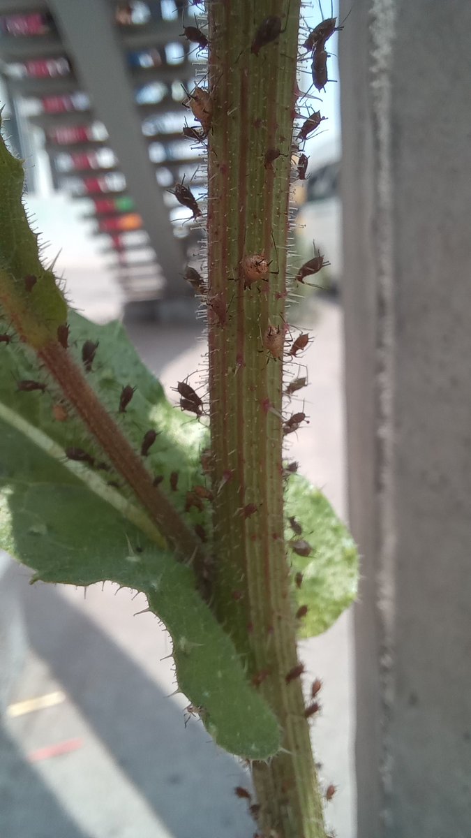 Pulgón rojo de la rosa (Macrosiphum rosae) y gorgojo de la rosa (Naupactus cervinus) en una lengua de gato (Picris echioides).

#Ruderales #ManejoDeRuderales #Malezas #BiodiversidadUrbana #Arboricultura