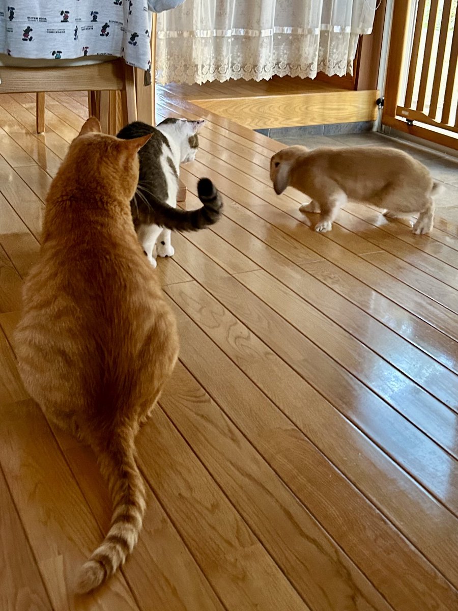 うさぎ、風呂から上がるみたいに交ざる。
