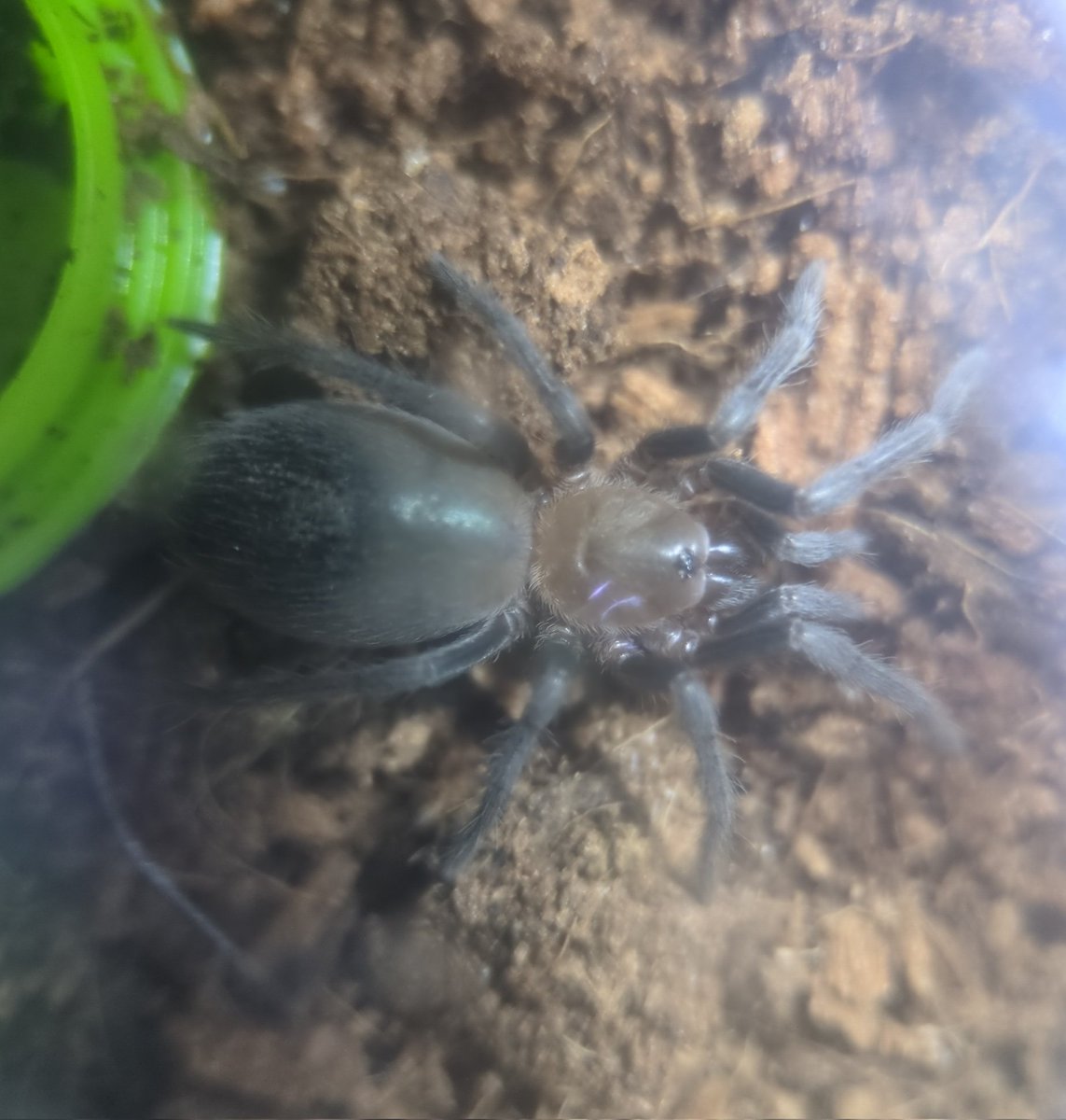 今村@ワラダンキングダムの人 tweet media