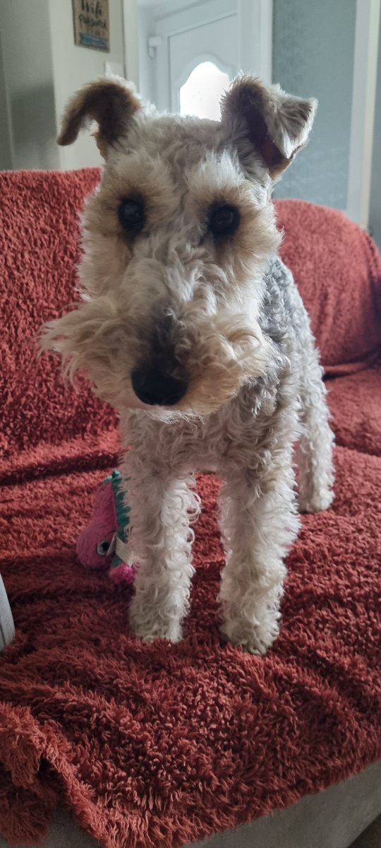 Today is my Gotcha Day.  

Here I am in the holiday cottage this morning 🏴󠁧󠁢󠁳󠁣󠁴󠁿. 

Two years of waking my humans early, encouraging them to walk miles and ear-splitting barks at absolutely nothing. I am a joy.

- Flora 🐾