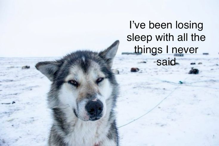 caninepoetry (@caninepoetry_) on Twitter photo 