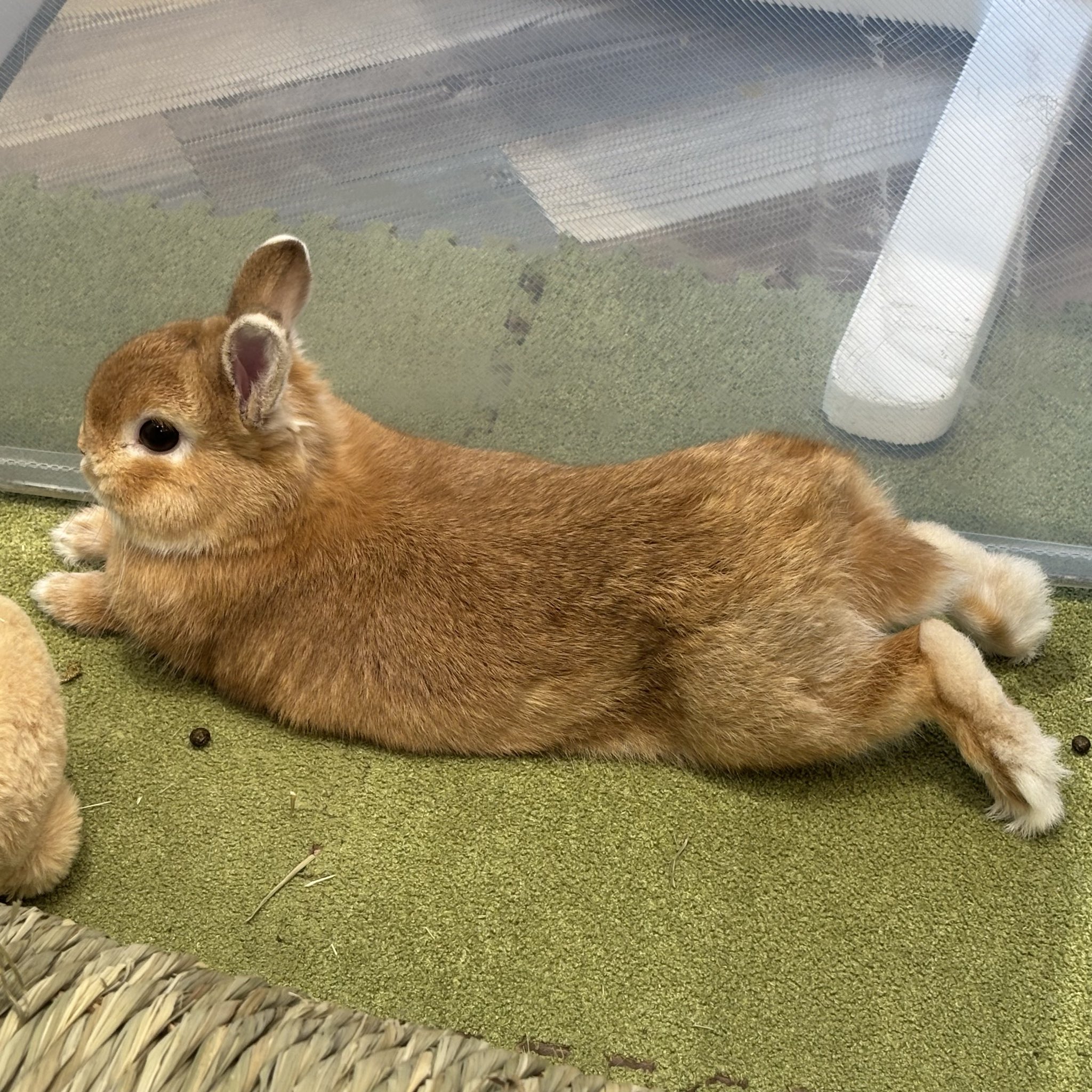 うさぎのしっぽオリナス錦糸町店 on X: 