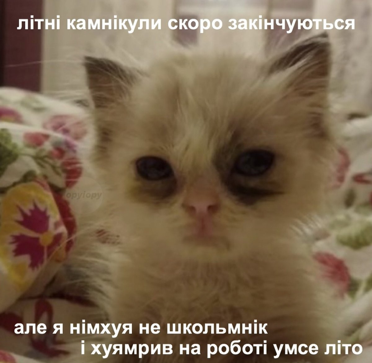 бро скинул мем (@bromemss) on Twitter photo 