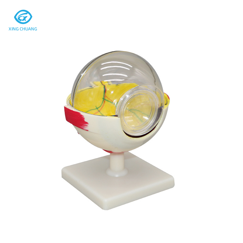 Eye Anatomy Model, 6X Enlarged Eyeball Model, Human Eye Anatomical Model for Science Education Students Study Display Medical Teaching

alibaba.com/product-detail…