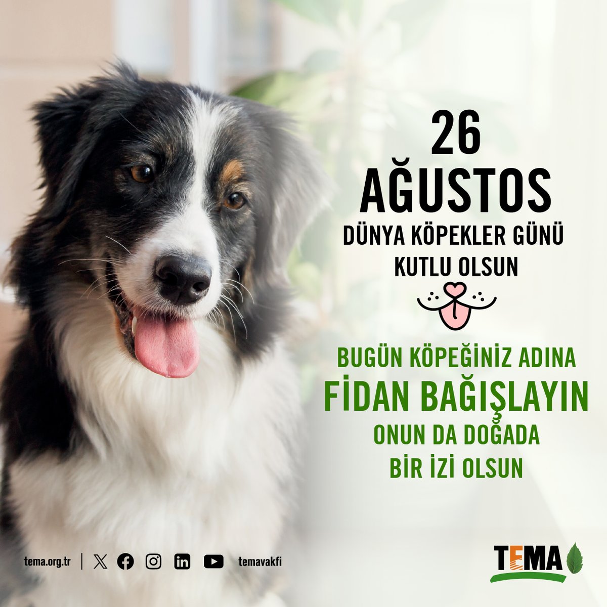 🐶 26 Ağustos Dünya Köpekler Günü Kutlu Olsun 

🌳 Bugün köpeğiniz adına fidan bağışlayın onun da doğada bir izi olsun.

👉🏻 tema.org.tr/can-dostlarimi…

#DünyaKöpeklerGünü