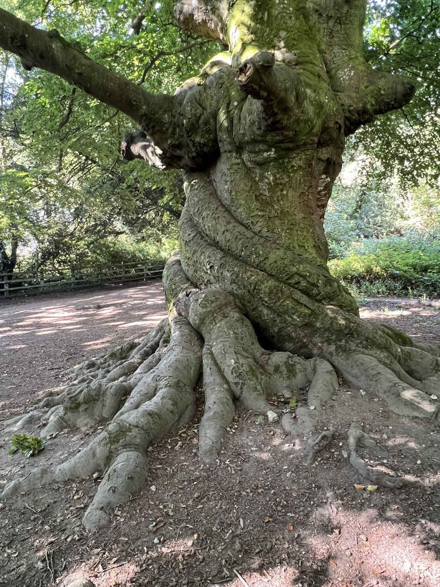 TiCL (NO to a blue tick) tweet media