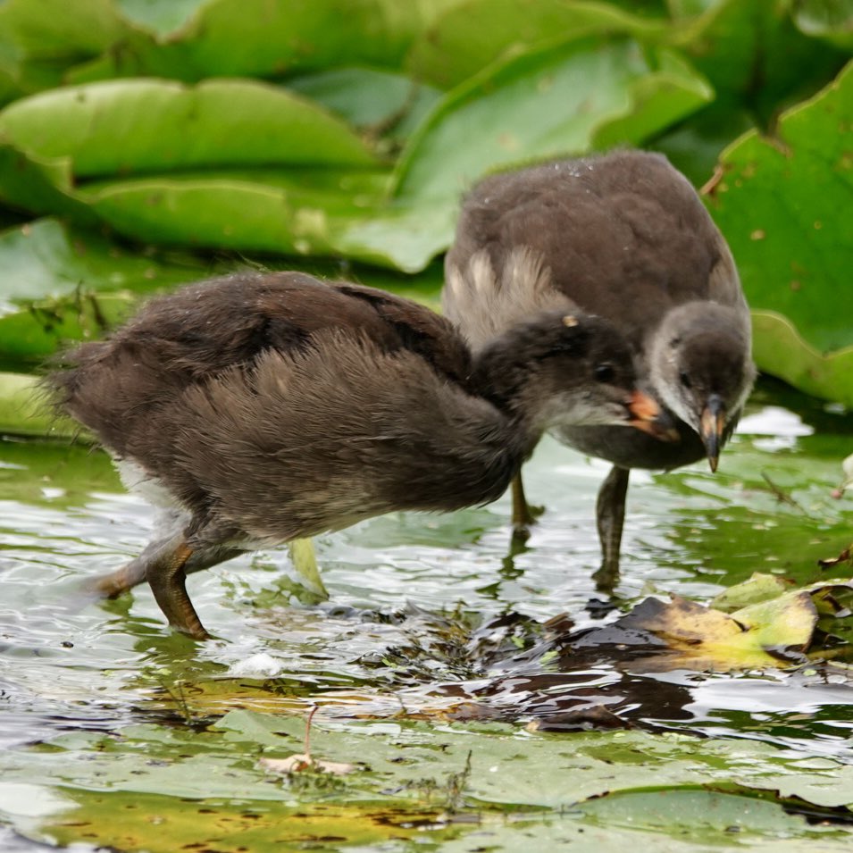 #TwosDay Moorhen chicks