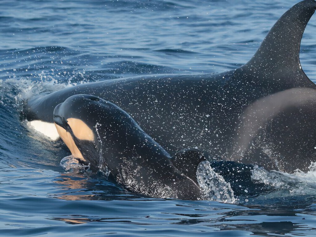 Un grupo de orcas se adentran en las rías gallegas para darse un festín de atún rojo y pulpo: “¡Les encanta!” 

➡️ directoalpaladar.com/viajes/grupo-o…