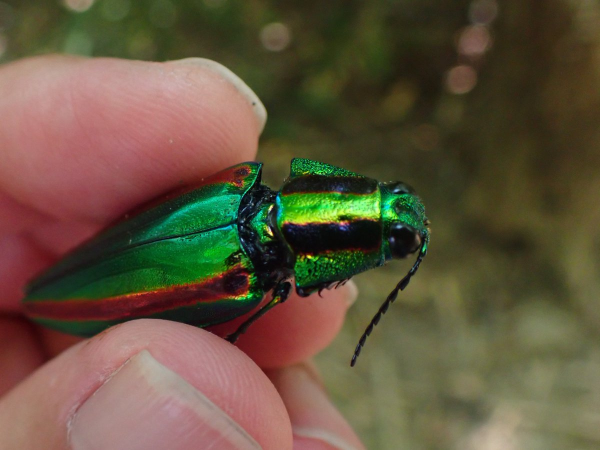 「よっしゃ、これ5000匹くらい採って厨子ったろ！」
って考えた飛鳥時代の職人相当ブッとんでるな。
ちょっと間違えばルリセンチコガネとかで糞虫厨子（くそむしのずし）とか作ってたかもしれない危うさすらある。
