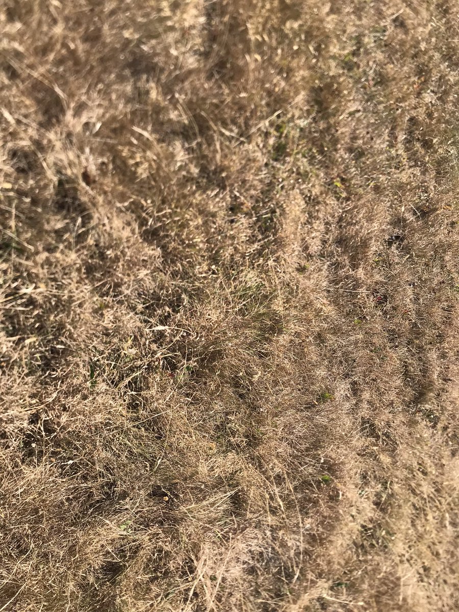 I have never seen ground in England this dry before, let alone Dartmoor! The much promised band of rain being forecast last night ended up being as much as a heavy dew….. 🤦‍♂️