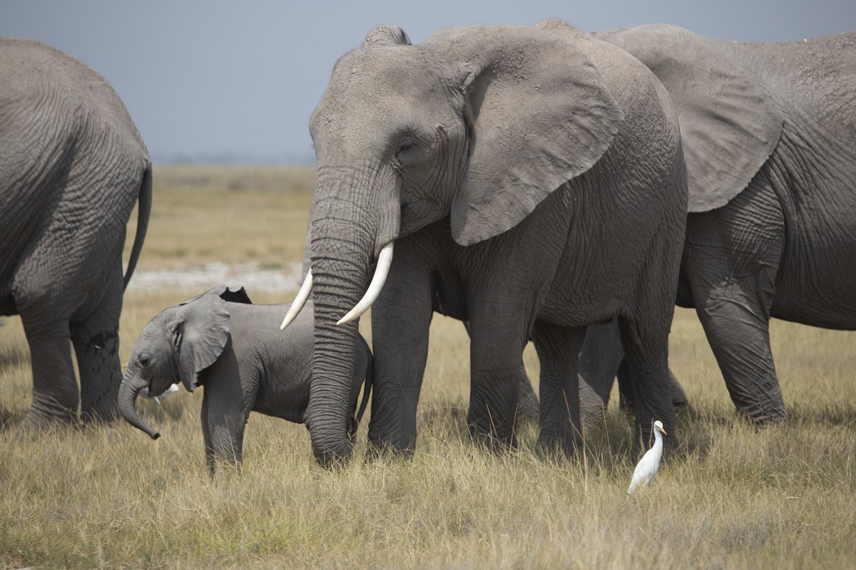 Snickers has a new calf! 🐘💚
At 17 years old, this is her second calf, a little female, and both are doing well in the Amboseli ecosystem.

#AmboseliElephants #AmboseliTrustForElephants ⁠
#elephants #research #amboselitrust #amboseli #wildfreeforever #socialgood