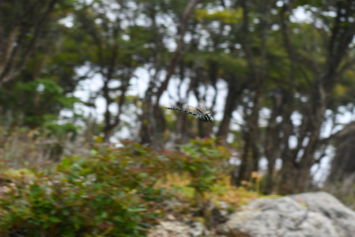 昨日の御在所で
 #オオルリボシヤンマ
<a href="/GozaishoRopeway/">「レベチな映え地」御在所ロープウエイ公式</a>