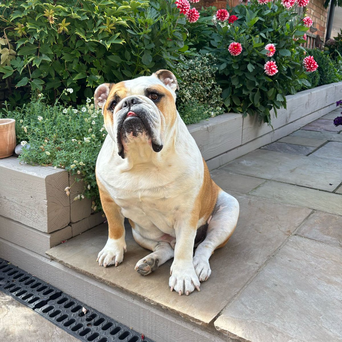 Here I am with #TongueOutTuesday 👅 but with yesterdays double Sunday, I’ve missed my closed Monday this week, so might need a couple hundred extra snoozes later 💤 🐶🐾❤️ Barney #BarneyTheBulldog #DogsOfTwitter #DogsOfX #DogsOfIG #DogsOfFacebook #Bulldog #EnglishBulldog #TOT