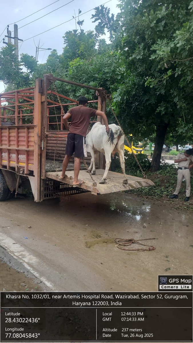MunCorpGurugram's tweet photo. 🚜 MCG on the move…

Cattle shifted to shelters, roads made safer!

#missionstraycattlefreegurugram 

#Sector52

@MoHUA_India @cmohry @NayabSainiBJP @Rao_InderjitS @RaoNarbir @VipulGoelBJP @DC_Gurugram @PradeepIAS_HR @diprogurugram1 https://t.co/6iEyknuYrp