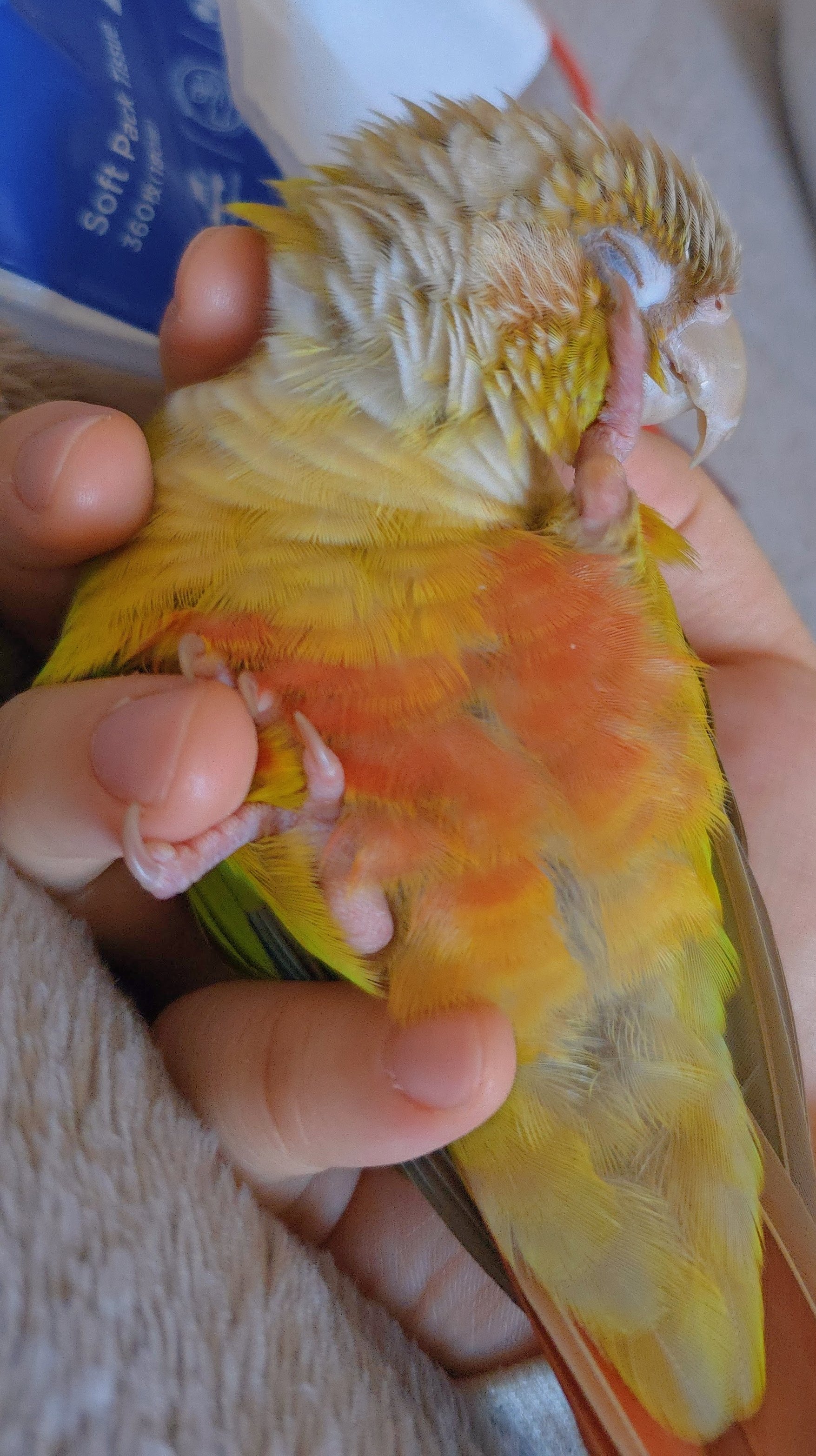 専用ページ　ひなげし　小鳥　3点 専用ページ ひなげし 小鳥 3点 専用ページ ひなげし 小鳥 3点