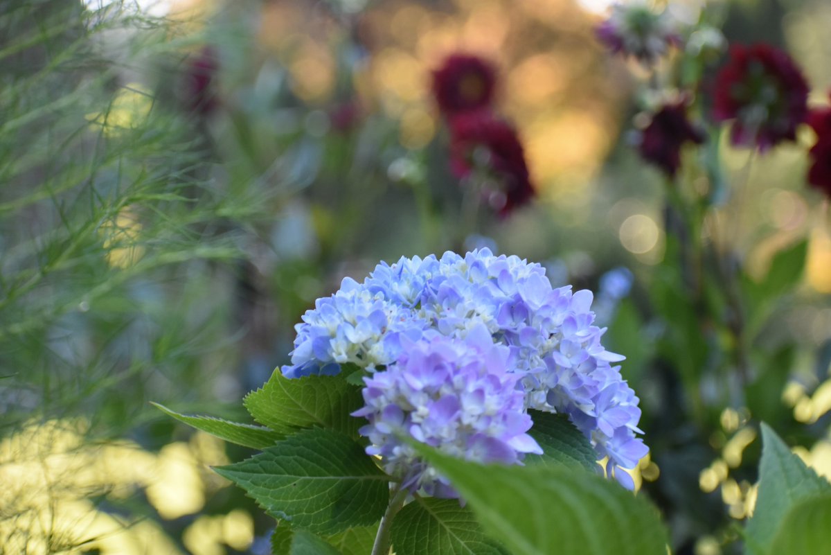 Happy Tuesday ☕️☕️... 
#mygarden #TuesdayBlue
#FlowersOnX #GardeningX