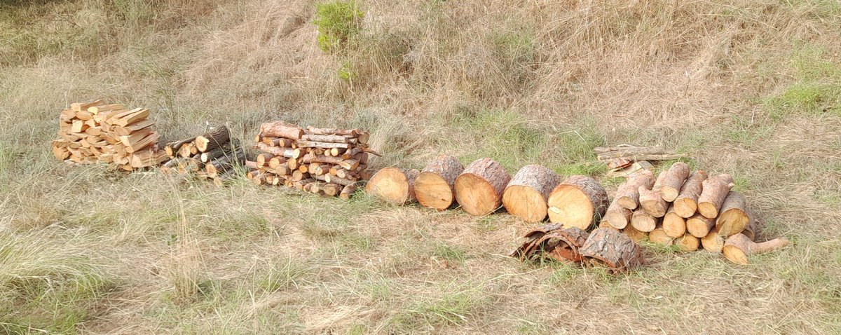 Seguim amb la #slowllenya,  aquesta vegada amb una mica d'ajuda motora pel tall del tronc gruixut (assumim les contradiccions)